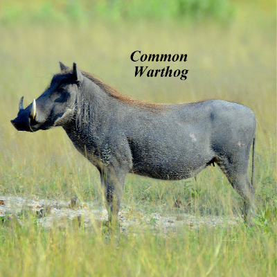 Common Warthog